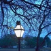 Lamplight and bare trees, Colonial Lake, Charleston, SC by congaree