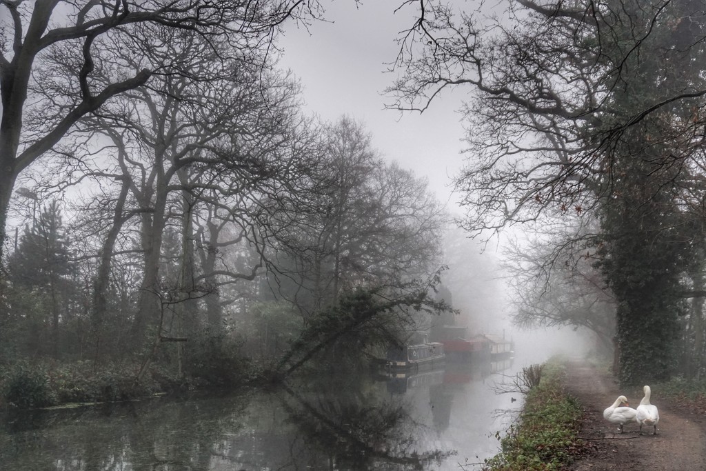 Misty Canal by mattjcuk