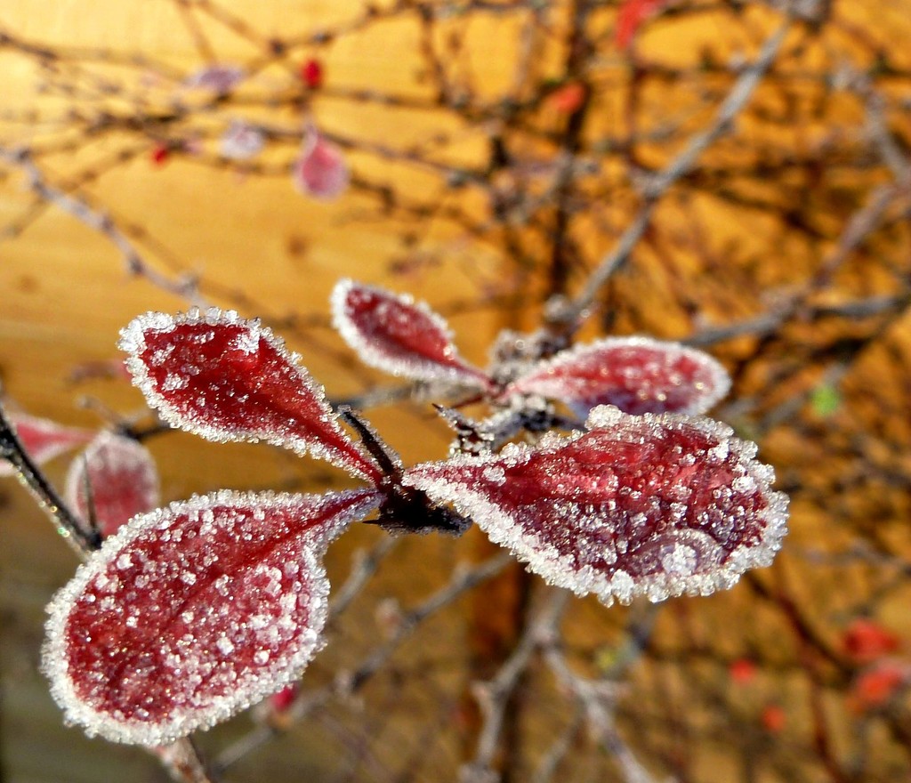 Winters Jewels. by wendyfrost