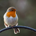 4th January 2015 - Backlit robin by pamknowler
