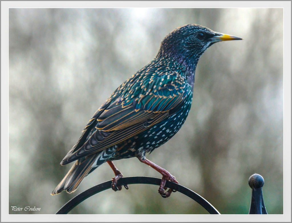 Common Starling by pcoulson