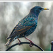 Common Starling by pcoulson