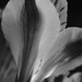 Monochrome Macro by tosee