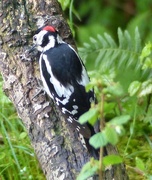 4th Jan 2015 -  Greater Spotted Woodpecker (Male)