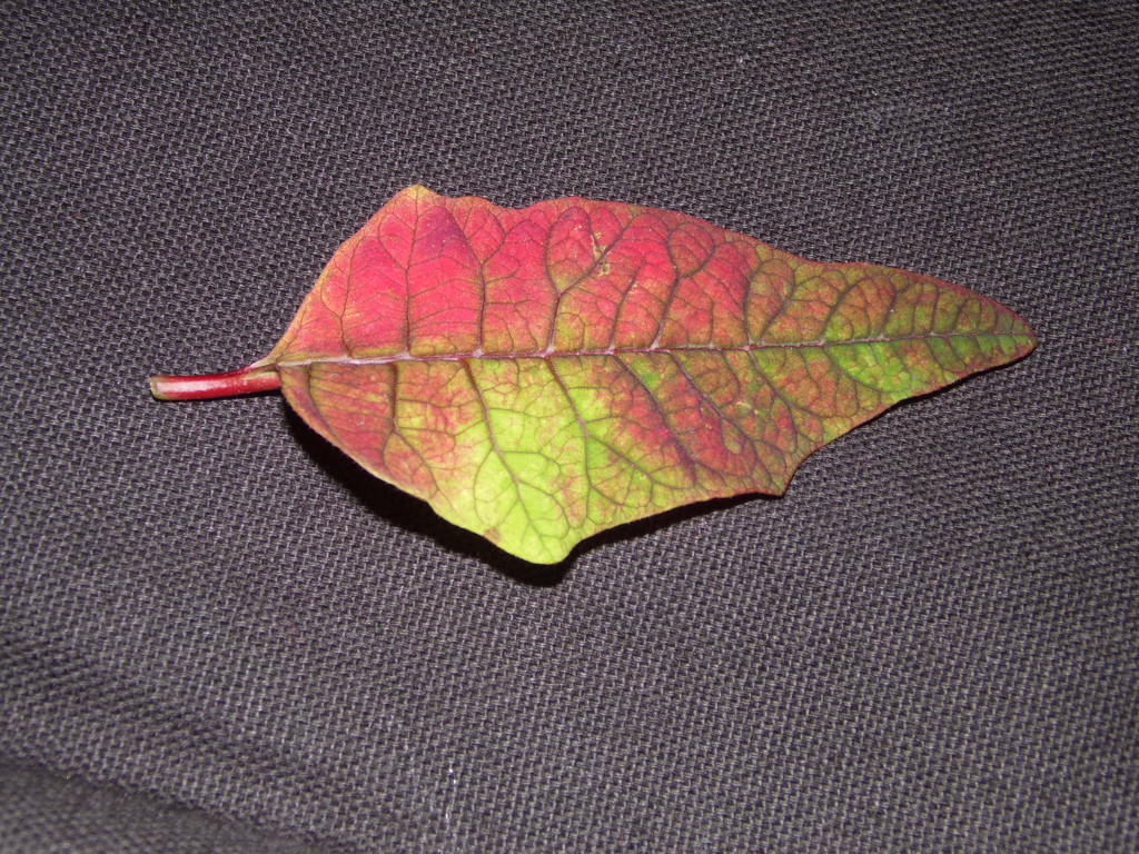 Poinsettia leaf by dragey74