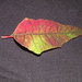 Poinsettia leaf by dragey74