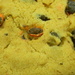 Closeup of Cookie by sfeldphotos