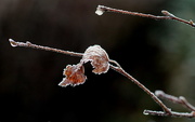 4th Jan 2015 - Icy Silver Birch Leaf