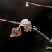 Icy Silver Birch Leaf by phil_howcroft