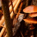 Fungus in January by francoise