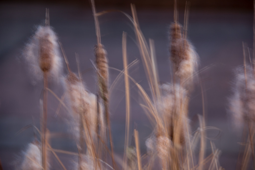 Cattails in town by randystreat