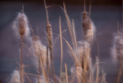 4th Jan 2015 - Cattails in town