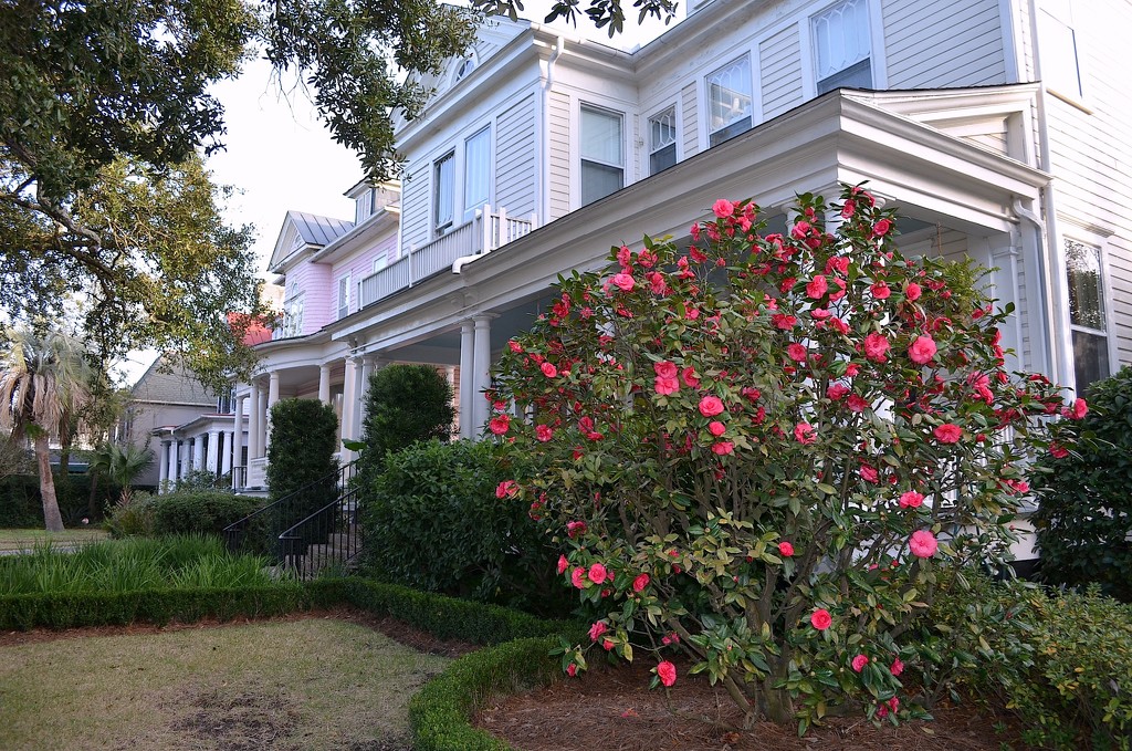 Old houses and camellias along Broad Street, historic district, Charleston, SC by congaree