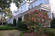 5th Jan 2015 - Old houses and camellias along Broad Street, historic district, Charleston, SC