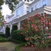 Old houses and camellias along Broad Street, historic district, Charleston, SC by congaree