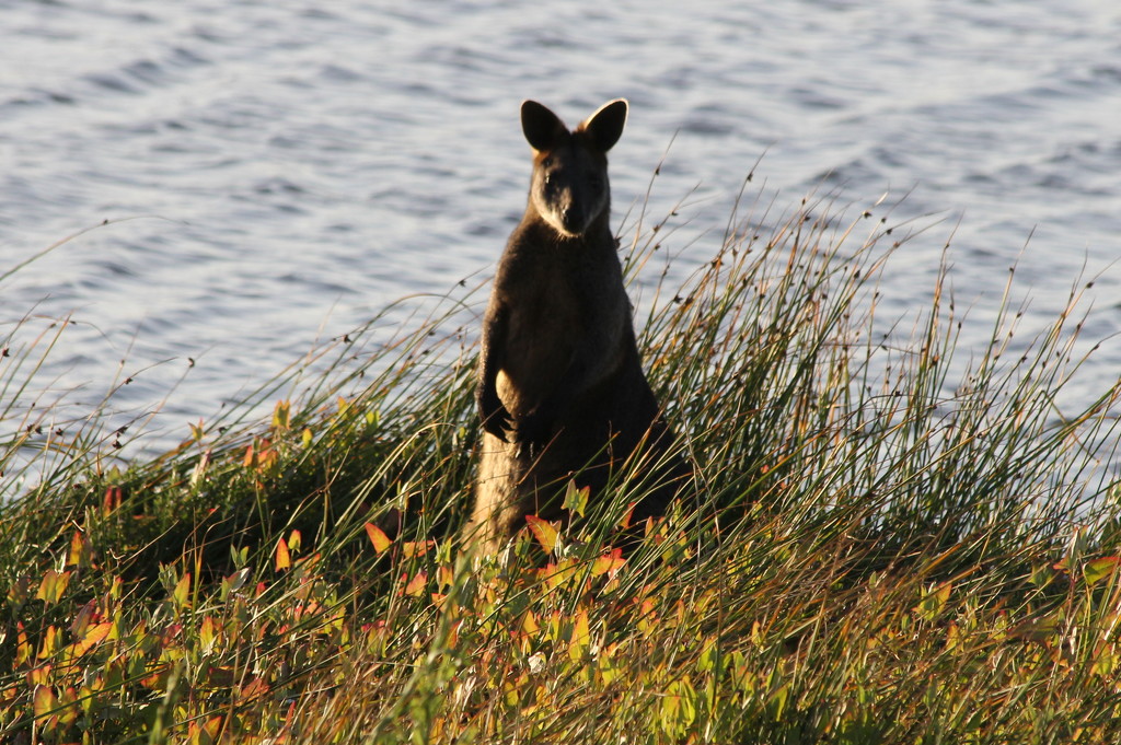 Evening wallaby by gilbertwood