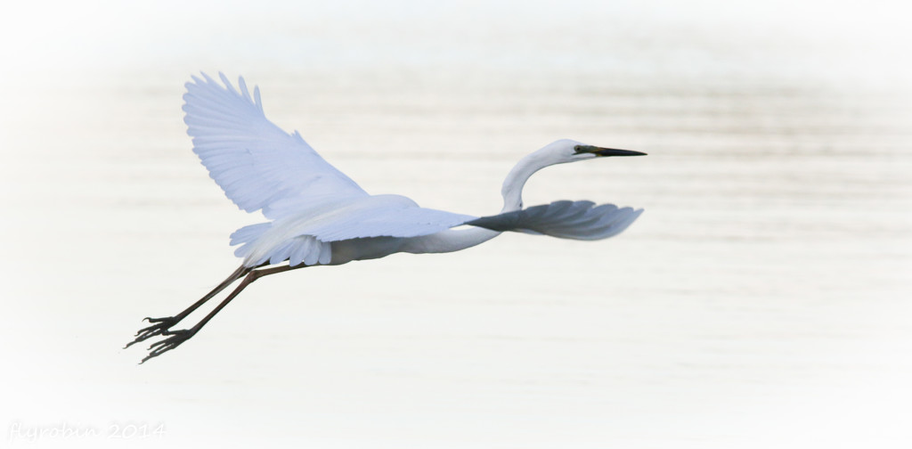 Egret flight by flyrobin