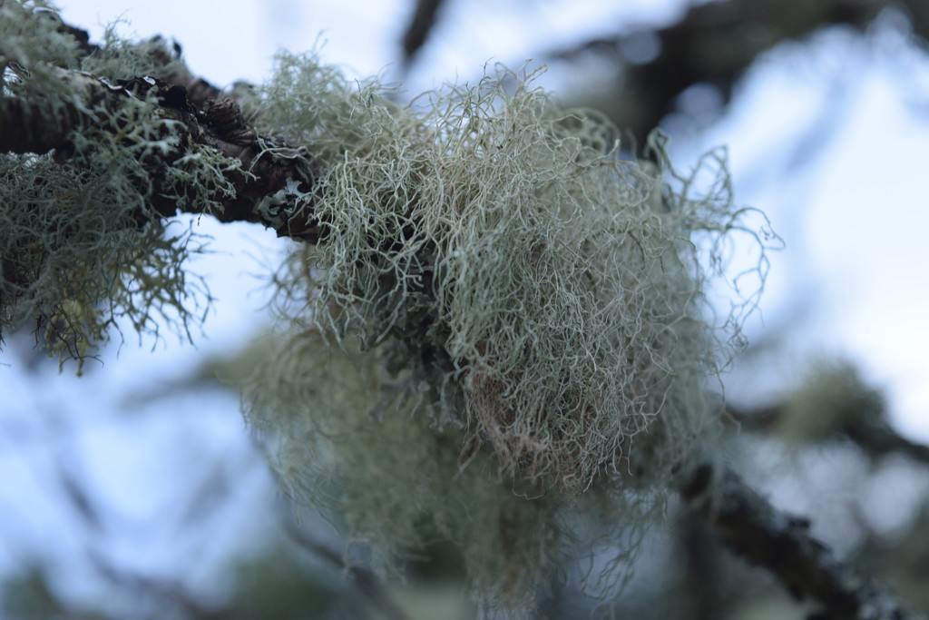 lichen by christophercox