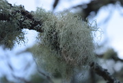 4th Jan 2015 - lichen