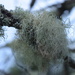 lichen by christophercox