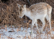 5th Jan 2015 - Fallow Deer