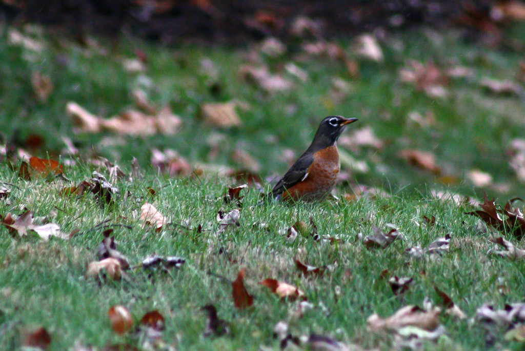 Robin in December by mittens
