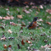 Robin in December by mittens