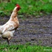 Chicken run by rosiekind