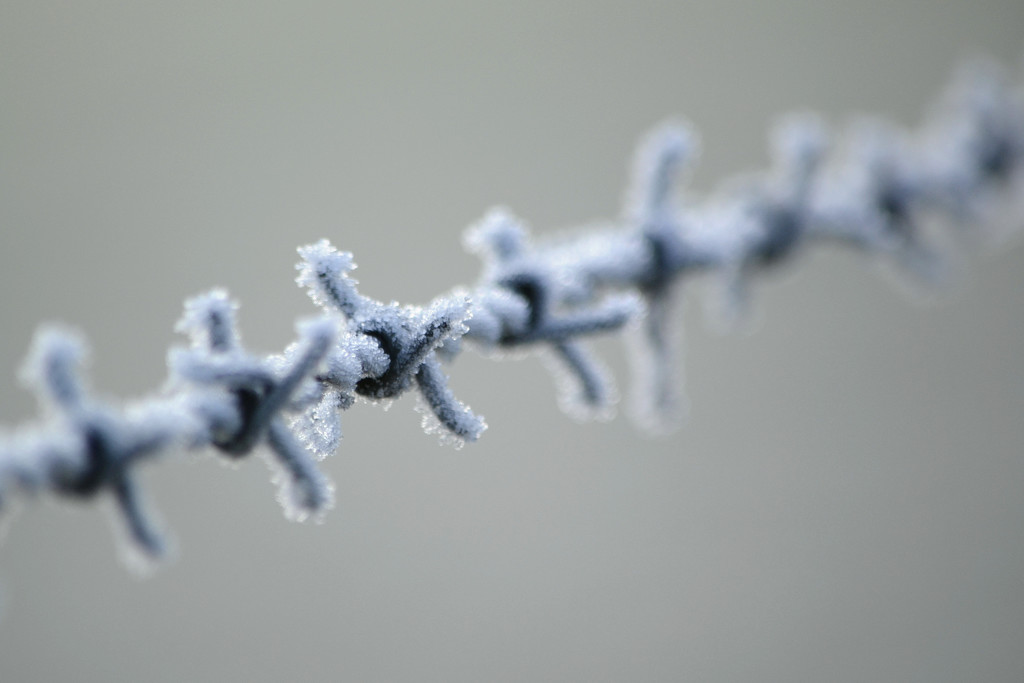 Frosty barb wire by richardcreese