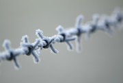 4th Jan 2015 - Frosty barb wire