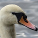  Swan by susiemc