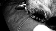 4th Jan 2015 - Cat-napped