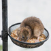 Rat Stealing the Bird Food!  by shepherdmanswife