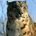 snow leopard by callymazoo