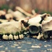 Old Bones Revisited by juliedduncan