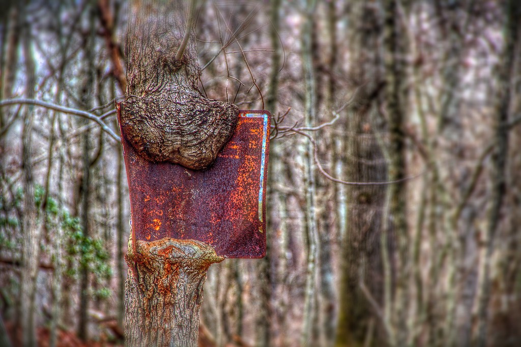 Sign Eating Tree by sbolden
