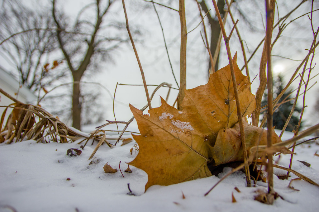 Snow and Leaf by ukandie1