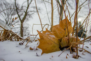 5th Jan 2015 - Snow and Leaf