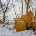 Snow and Leaf by ukandie1