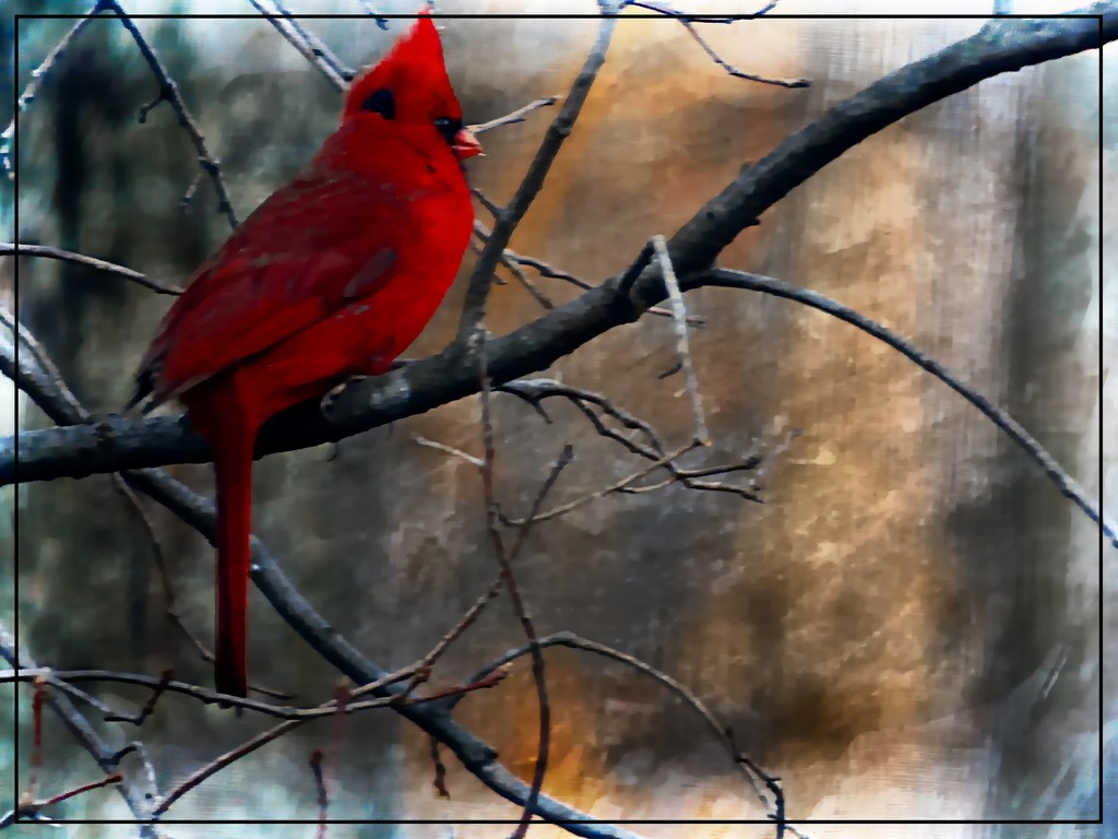 Mr. Cardinal by olivetreeann