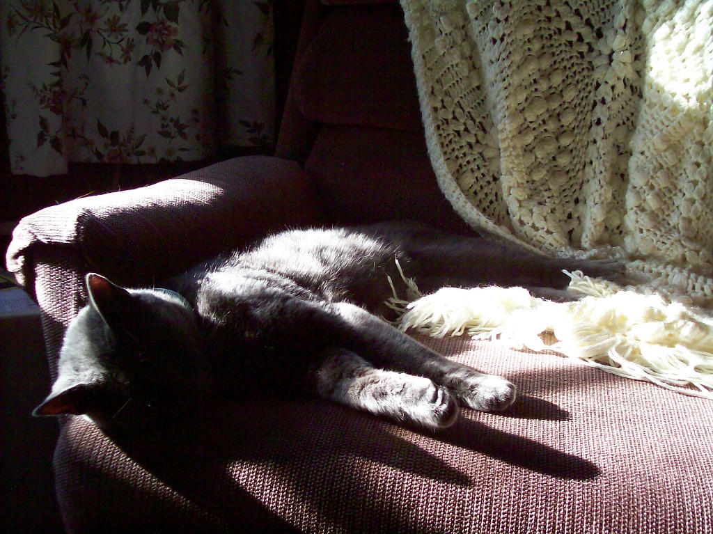Sleeping in the Morning Sun by julie