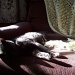 Sleeping in the Morning Sun by julie