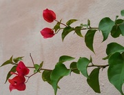 6th Jan 2015 - Flowers against a wall
