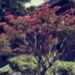 Japanese maple by brigette