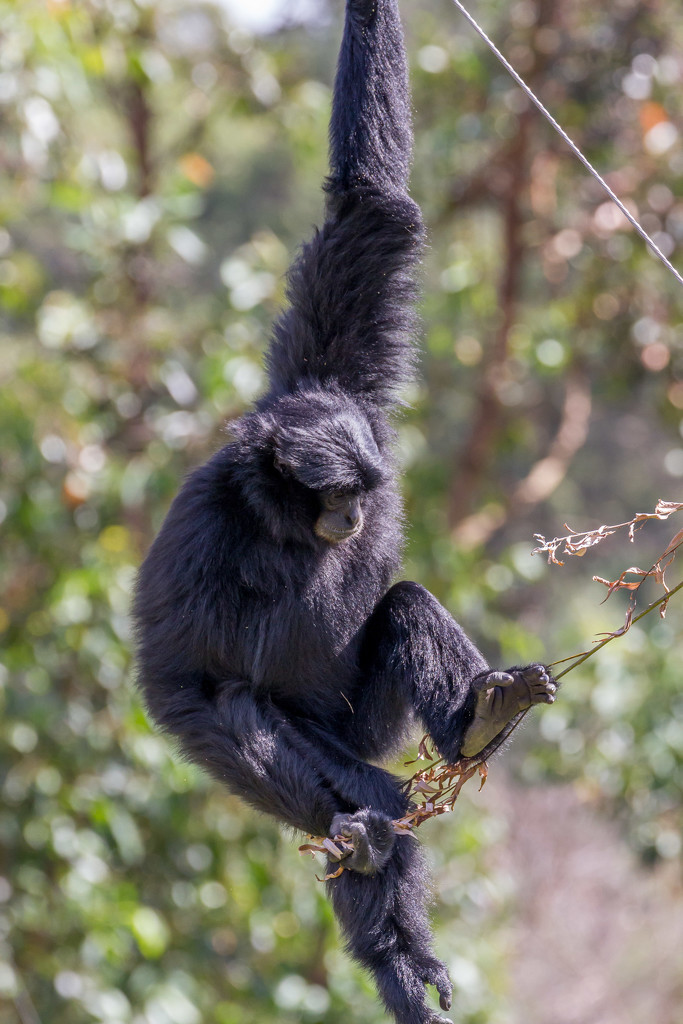 Siamang Gibbon - Mogo Zoo by pusspup