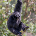 Siamang Gibbon - Mogo Zoo by pusspup