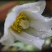 pulsatilla flowering in our garden by quietpurplehaze