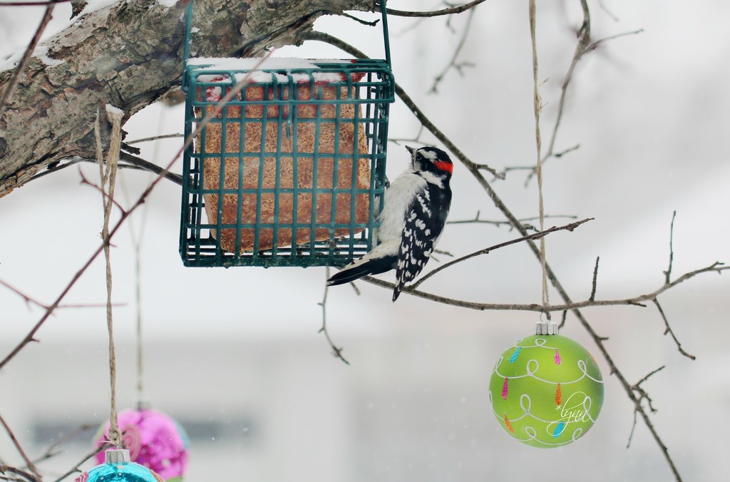 Downy Woodpecker by lynnz