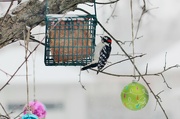 5th Jan 2015 - Downy Woodpecker