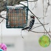 Downy Woodpecker by lynnz